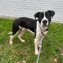 Thumbnail photo of Deuce #2