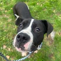 Thumbnail photo of Deuce #4