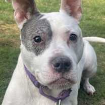 Thumbnail photo of Adorable Addie #1