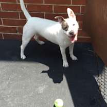 Thumbnail photo of Adorable Addie #2