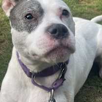 Thumbnail photo of Adorable Addie #3