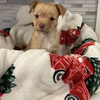 Thumbnail photo of Santa Claus #1