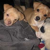 Thumbnail photo of Santa Claus #3