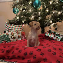 Thumbnail photo of Santa Claus #4