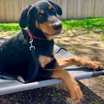 Thumbnail photo of Cora #2