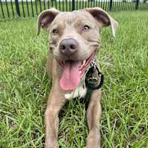 Thumbnail photo of Tango #1