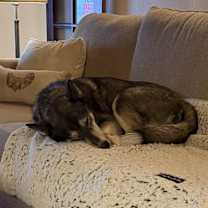 Thumbnail photo of Ozzy #4