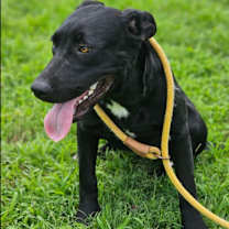 Thumbnail photo of Airis #1