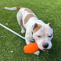 Thumbnail photo of Dude #2