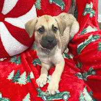 Thumbnail photo of Belle #1