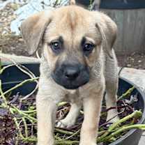 Thumbnail photo of Belle #2