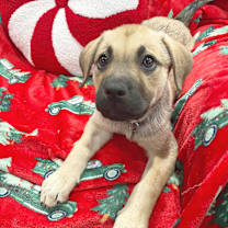 Thumbnail photo of Belle #4