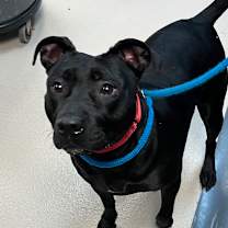 Thumbnail photo of Hanzo #2