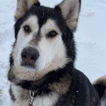 Thumbnail photo of Chase #1