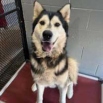 Thumbnail photo of Chase #2