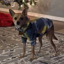 Thumbnail photo of Timon #4