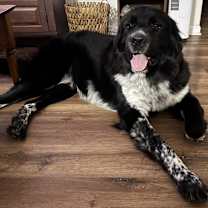 Thumbnail photo of Ozzy #1