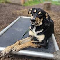 Thumbnail photo of Romeo #2