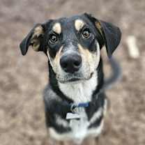 Thumbnail photo of Romeo #3