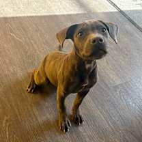 Thumbnail photo of Polly #2