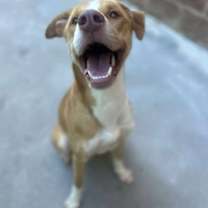 Thumbnail photo of Taz #3