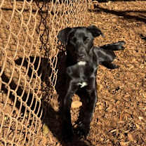 Thumbnail photo of Pup Cup #1