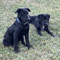 Thumbnail photo of Rocket Dixon #3