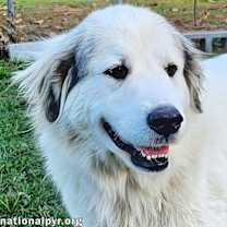 Thumbnail photo of Rainey in MI - Calm, Gentle & Cuddly! #1