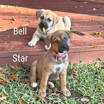 Thumbnail photo of Star #2