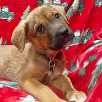 Thumbnail photo of Star #4