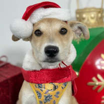 Thumbnail photo of Figgy #1