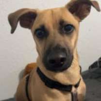 Thumbnail photo of Dewey #3