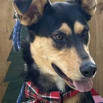 Thumbnail photo of Maggie #4