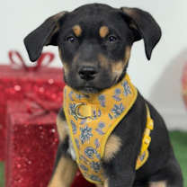 Thumbnail photo of Spark #3