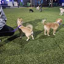 Thumbnail photo of Mr. Cheery Cherry #2