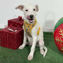 Thumbnail photo of Oliver #2