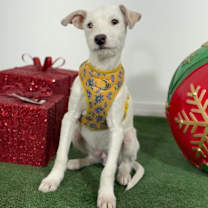 Thumbnail photo of Oliver #3