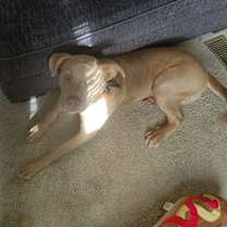 Thumbnail photo of Chop #1