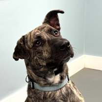 Thumbnail photo of Bruno #1