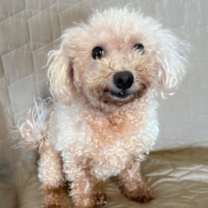 Thumbnail photo of Prissy #2