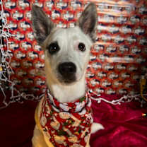 Thumbnail photo of Princess Lexi #3