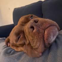 Thumbnail photo of Leo #2