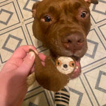 Thumbnail photo of Leo #3