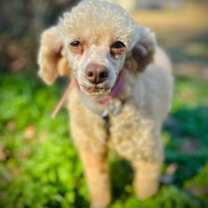 Thumbnail photo of Sugar Nov 25 #1