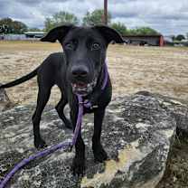 Thumbnail photo of Truffles BW #2