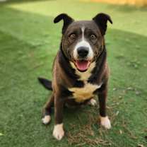 Thumbnail photo of Oreo Cookie JuM #1