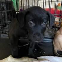 Thumbnail photo of Truffles BW #4