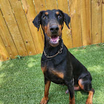 Thumbnail photo of Rexly JuM #1