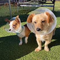 Thumbnail photo of Honeycomb #3