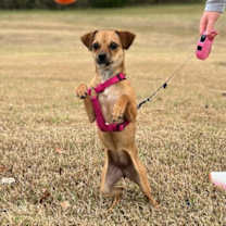 Thumbnail photo of Dolly #1